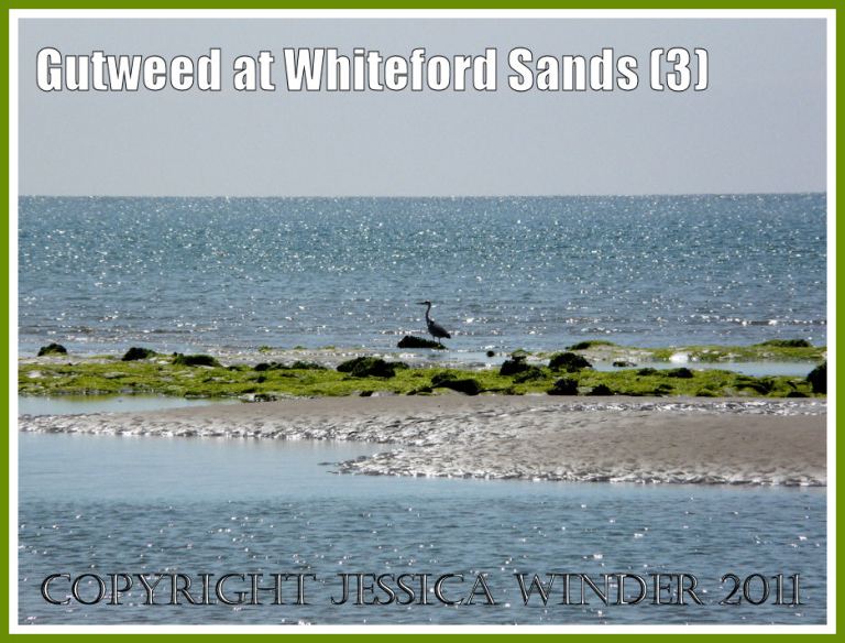 Gutweed on beach rocks: A strip of Gutweed-covered rocks low on the shore at Whiteford Sands, Gower, South Wales, UK (3)