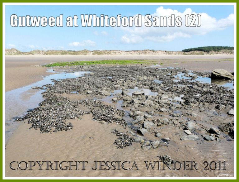 Gutweed on seashore rocks: A rocky outcrop on the beach at Whiteford Sands, Gower, South Wales, showing only partial coverage by Gut Weed at the landward edge (2)