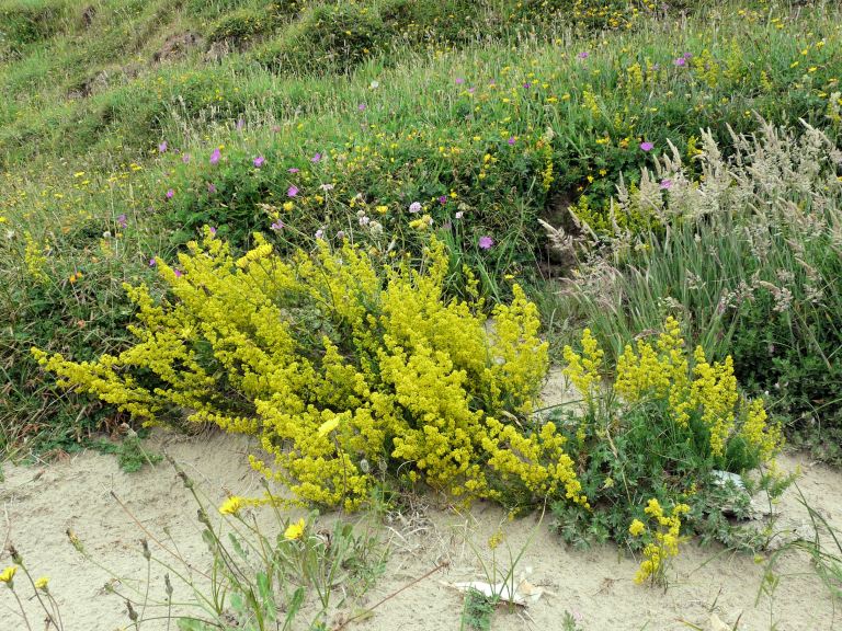 Yellow flowers of Lady's Bedstraw, Galium verum, growing on sand at the top of the beach on Rhossili Bay, Gower, South Wales.