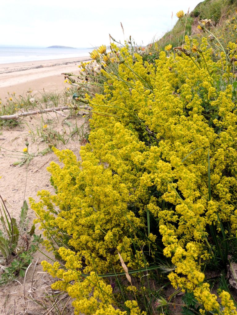 Lady's Bedstraw, Gallium verum, growing on the sand at the base of Rhossili Down on Rhossili Bay, Gower, South Wales
