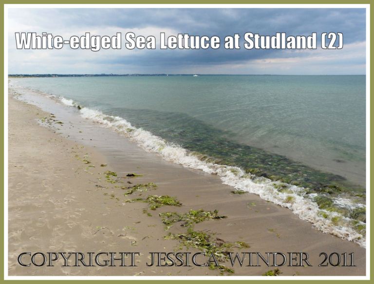 Studland Bay pimage: The freshly deposited strandline of green seaweeds including the white-edged Sea Lettuce at Studland Bay, Dorset, UK - part of the Jurassic Coast (P1120293aBlog2)