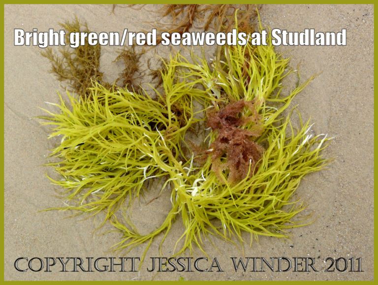 Seaweed picture: Vivid golden green Rhodophyte seaweed washed up on the sand of Studland Bay, Dorset, UK - part of the Jurassic Coast (P1120319aBlog1).