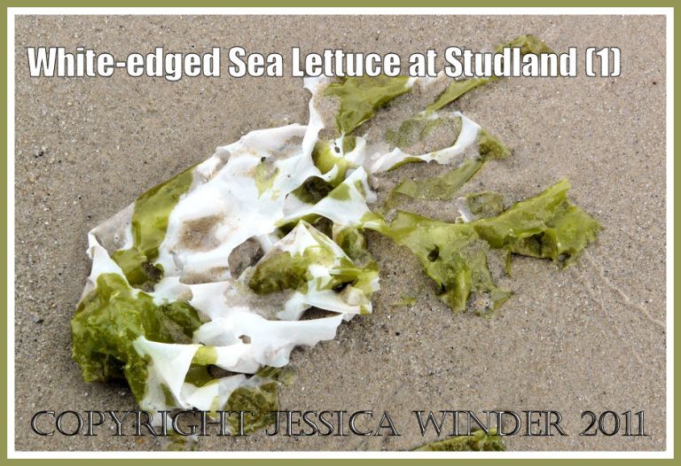 Sea Lettuce photograph: The green seaweed Sea Lettuce, Ulva lactuca Linnaeus, with white edges caused by shedding the reproductive products, on the sand at Studland Bay, Dorset, UK - part of the Jurassic Coast (P1120357aBlog1)