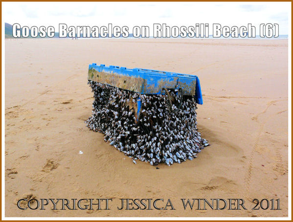Goose barnacles on flotsam: Goose Barnacles on a fishing crate washed ashore at Rhossili, Gower, South Wales - looking towards Worms Head,  August 2008 (P1010959aBlog6)