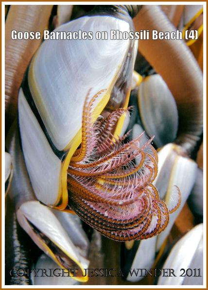 Goose Barnacle macro-photograph: Goose Barnacles on a fishing crate washed ashore at Rhossili, Gower, South Wales, August 2008 (P1010975cBlog4)