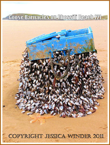 Goose barnacles picture: Goose Barnacles on a fishing crate washed ashore at Rhossili, Gower, South Wales - looking towards Burry Holms, August 2008 (P1020018aBlog2)