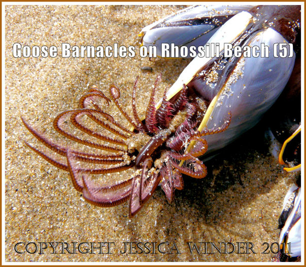 Goose Barnacle macro photograph: Goose Barnacle on a fishing crate washed ashore at Rhossili, Gower, South Wales,  August 2008 showing pink-fringed appendages (P1020047cBlog5)