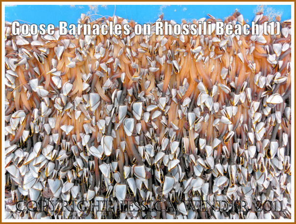 Goose Barnacles photograph: Goose Barnacles on a fishing crate washed ashore at Rhossili, Gower, South Wales August 2008 (P1020181aBlog1)