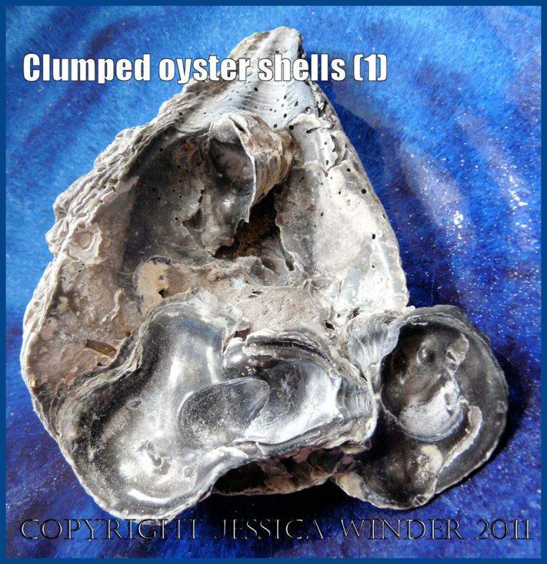 P1030413aBlog1 Clump Three View 1 of four flat oyster shells (Ostrea edulis Linnaeus) joined together.