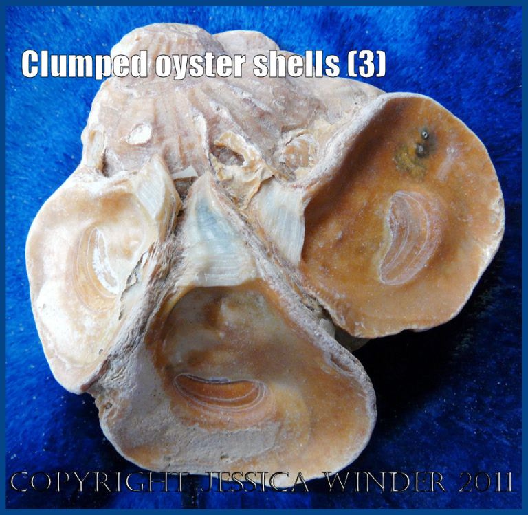 P1030417aBlog3 Clump Two View 1 of four Flat Oyster shells (Ostrea edulis Linnaeus) attached to each other.