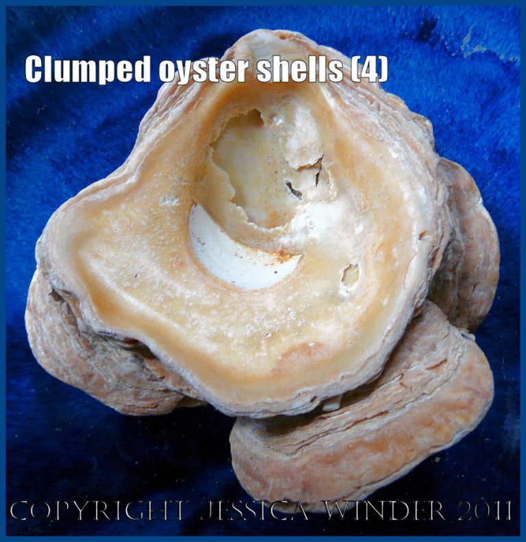 P1030418aBlog4 Clump Two View 2 of four Flat Oyster shells (Ostrea edulis Linnaeus) joined together.
