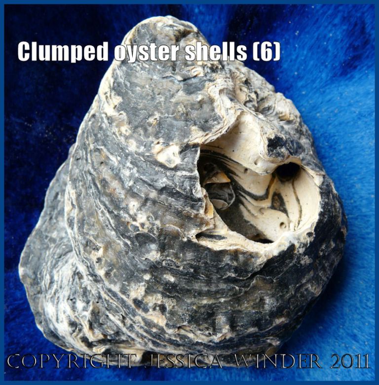 P1150233aBlog6 Clump Four View 2 of two Flat Oyster shells (Ostrea edulis Linnaeus) joined together.