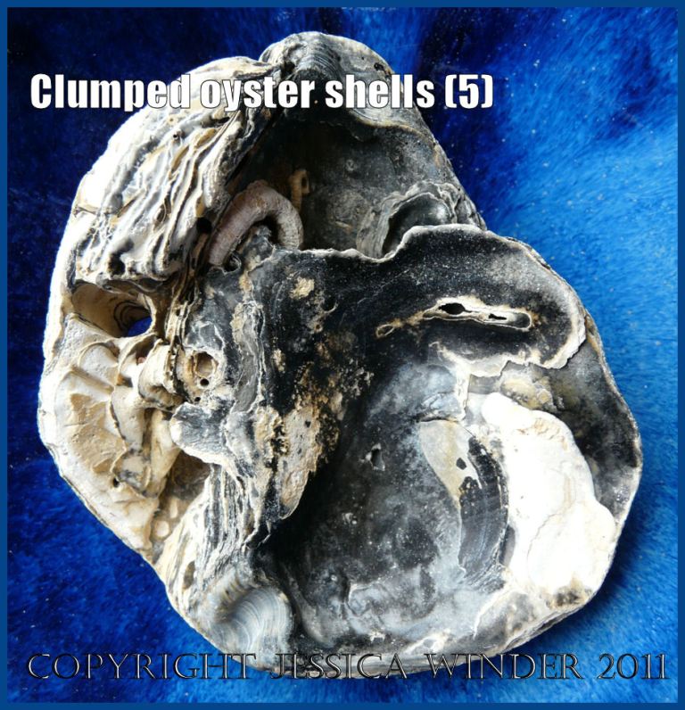 P1150235aBlog5 Clump Four View 1 of two Flat oyster shells (Ostrea edulis Linnaeus) joined together.