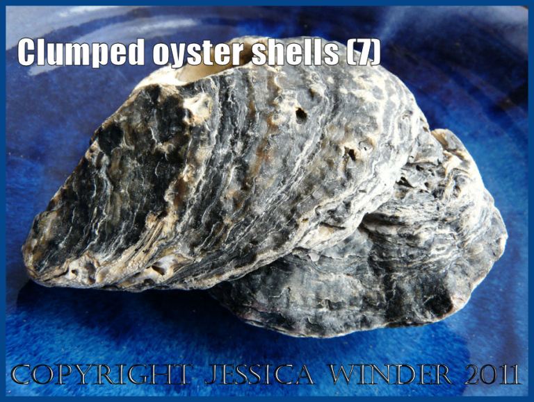 P1150240aBlog7 Clump Four View 3 of two Flat Oyster shells (Ostrea edulis Linnaeus) joined together.