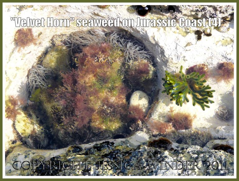 Seaweed and sea anemones: Velvet Horn seaweed in a rock pool with sea anemones on Dorset's Jurassic Coast (4)