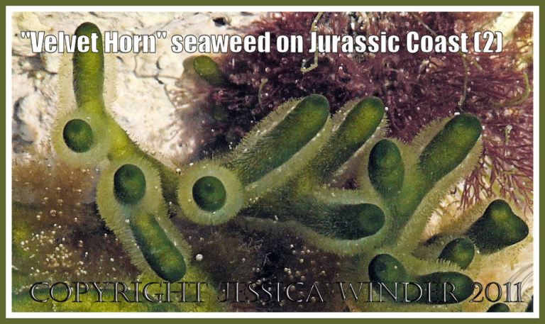 Jurassic Coast seaweeds: Velvet Horn seaweed in a rock pool on the Jurassic Coast in Dorset, UK (2)