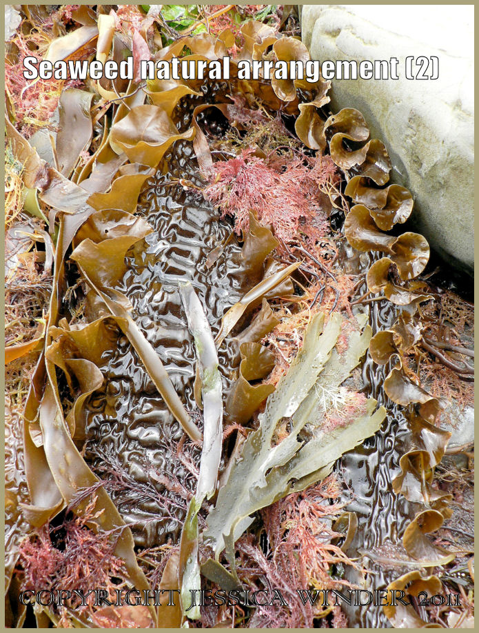 P1000607fBlog2 A natural arrangement of red and brown seaweeds on the rocky seashore strandline at Kimmeridge Bay, Dorset on the Jurassic Coast World Heritage Site (2)