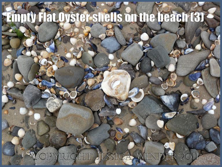 P1020463aBlog3 Empty Flat Oyster shell (Ostrea edulis Linnaeus) on the beach 3