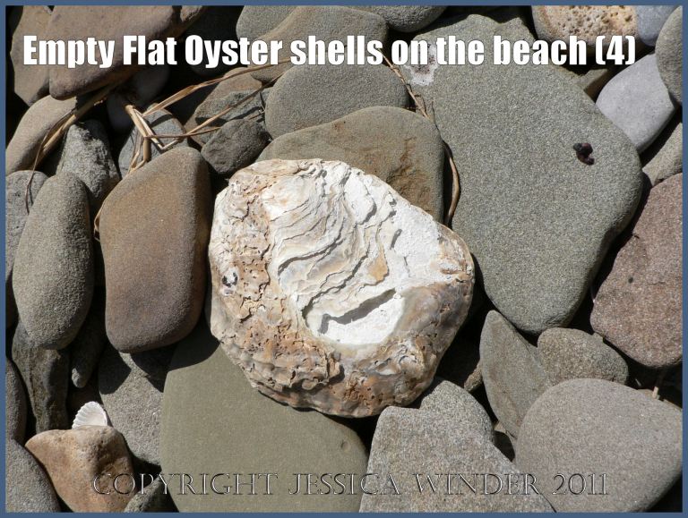 P1070115aBlog4 Empty Flat Oyster shell (Ostrea edulis Linnaeus) on the beach 4