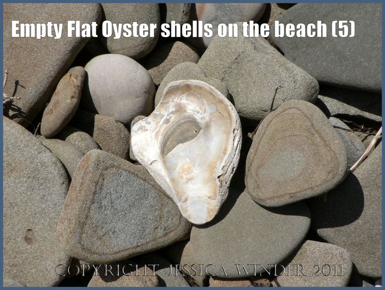 P1070118aBlog5 Empty Flat Oyster shell (Ostrea edulis Linnaeus) on the beach 5
