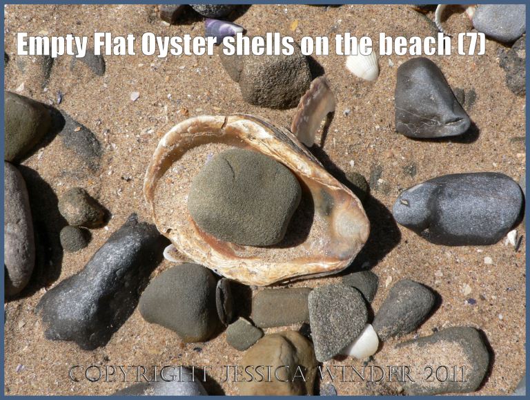 P1070129aBlog7 Empty Flat Oyster shell (Ostrea edulis Linnaeus) on the beach 7