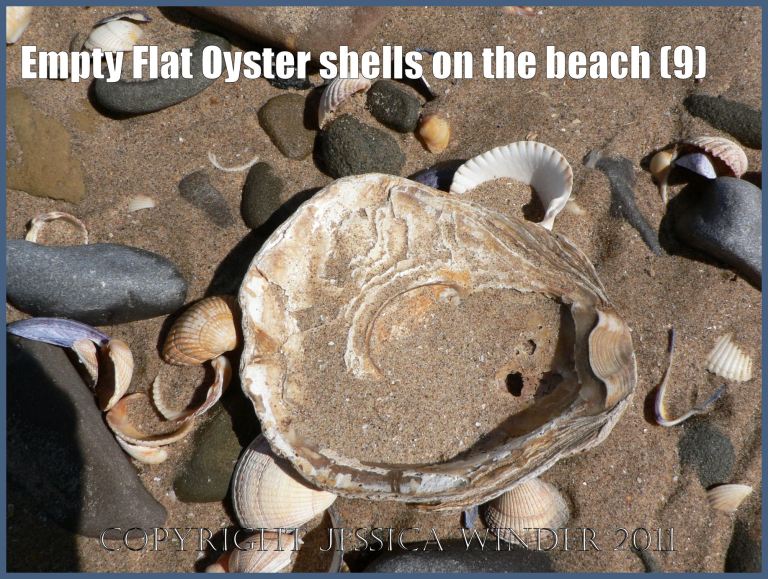 P1070131aBlog9 Empty Flat Oyster shell (Ostrea edulis Linnaeus) on the beach 9