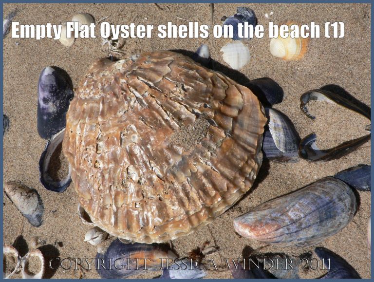 P1070153aBlog1 Outer surface of empty Flat Oyster left valve shell on sand with mussel and cockle shells (1)