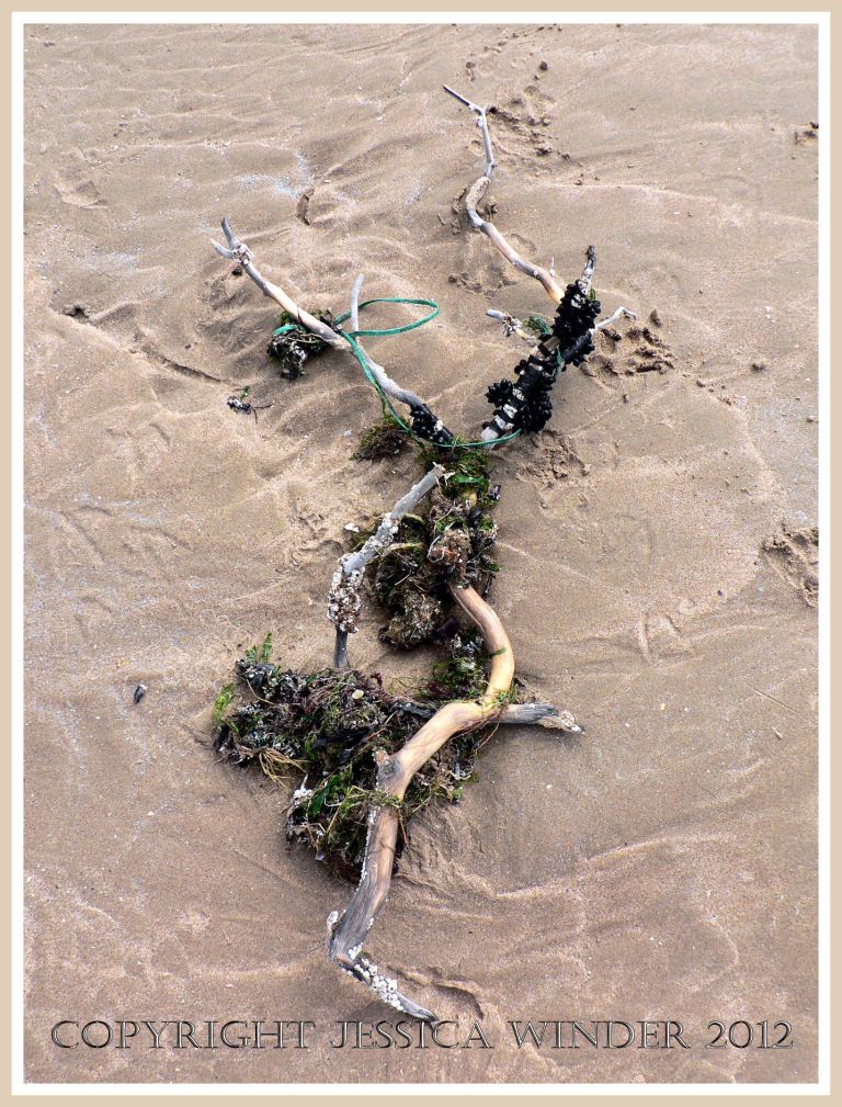 Driftwood washed ashore onto the sand at Rhossili Bay with bunches of black cuttlefish eggs, seaweed, and twine attached, Gower, South Wales.