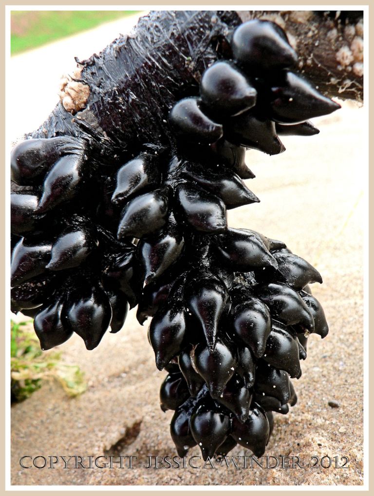 Bunches of shiny black cuttlefish eggs washed ashore attached to dridtwood at Rhossili, Gower, South Wales. 