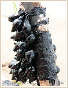 Bunches of shiny black cuttlefish eggs attached to dridtwood on the strandline at Rhossili, Gower, South Wales.