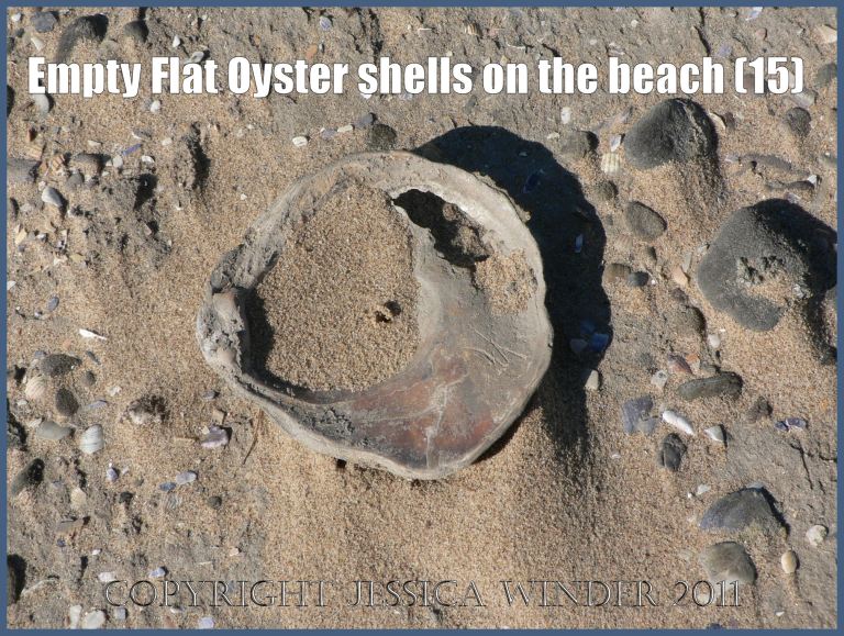 P1070641aBlog15 Empty Flat Oyster shell (Ostrea edulis Linnaeus) on the beach 15