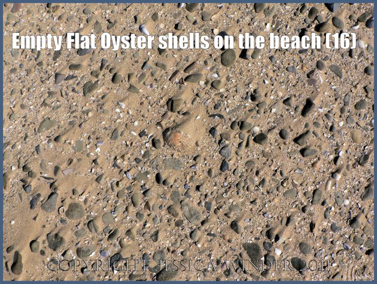 P1070649aBlog16 Empty Flat Oyster shell (Ostrea edulis Linnaeus) on the beach 16