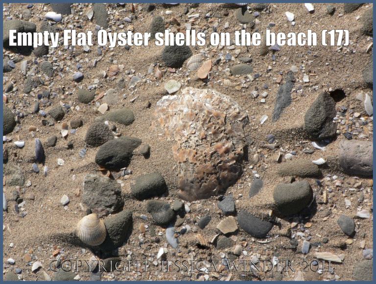 P1070650aBlog17 Empty Flat Oyster shell (Ostrea edulis Linnaeus) on the beach 17