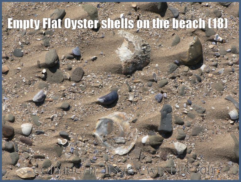 P1070652aBlog18 Empty Flat Oyster shell (Ostrea edulis Linnaeus) on the beach 18