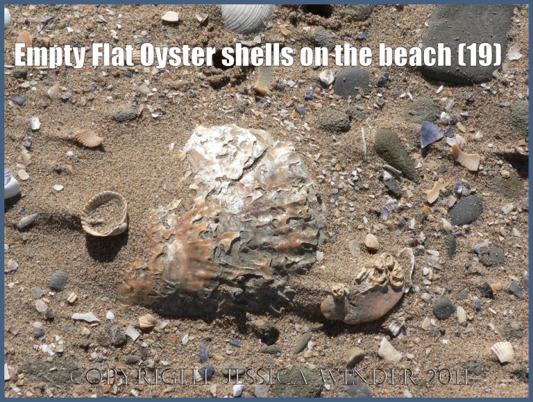 P1070653aBlog19 Empty Flat Oyster shell (Ostrea edulis Linnaeus) on the beach 19
