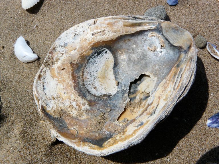 Empty Flat Oyster left valve shell, showing interior surface, on beach sand (55) Empty Flat Oyster left valve shell, showing interior surface, on beach sand (55)