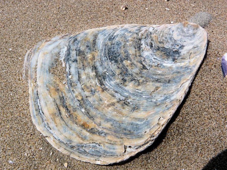 Flat Oyster right valve shell, showing external surface, on sand (65)