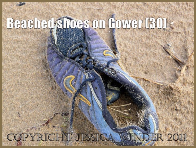 Shoe on the beach: Gower Beached Shoe (30) Blue trainer