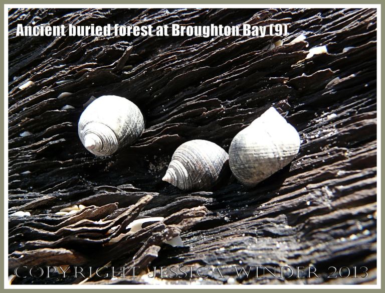 Ancient buried forest at Broughton Bay (9) - Common winkles grazing on the remains of a tree from an ancient submerged forest eroding out of the beach at Broughton Bay, Gower, South Wales. 