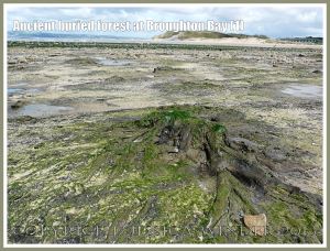 Ancient buried forest at Broughton Bay (1) - Remains of trees from an ancient submerged forest eroding out of the beach at Broughton Bay, Gower, South Wales.