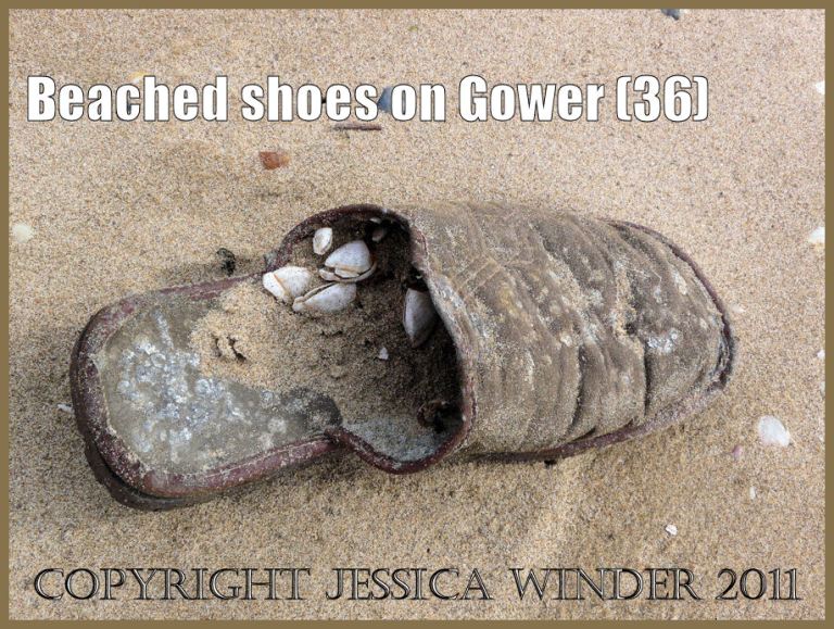 Flotsam shoe: Gower Beached Shoe (36) Brown slip-on mule with goose barnacles attached