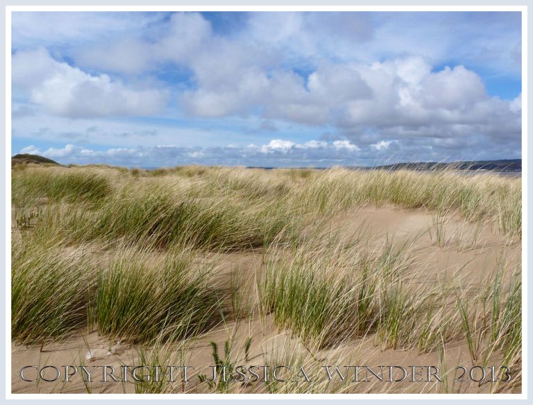 Marram Grass at Whiteford (4) - Marram Grass colonising new wind-blown sand on the dunes at Whiteford National Nature Reserve, Gower, South Wales. 