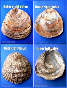 P1080957Blog2 Native European Flat Oyster shells, Ostrea edulis Linnaeus, right and left valves, inner and outer surface views, large, thick, old, modern, worn, beach specimens from Whiteford Sands, Gower, South Wales, UK (2)