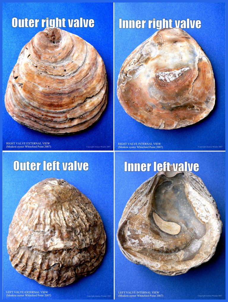 P1080957Blog2 Native European Flat Oyster shells, Ostrea edulis Linnaeus, right and left valves, inner and outer surface views, large, thick, old, modern, worn, beach specimens from Whiteford Sands, Gower, South Wales, UK (2)