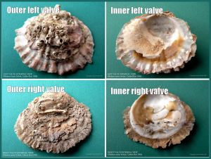 P1090002aBlog1 Native European Flat Oyster shells, Ostrea edulis Linnaeus, right and left valves, inner and outer surface views, small, young, modern, dredged from Calshot Beds, The Solent, Southern England, UK.