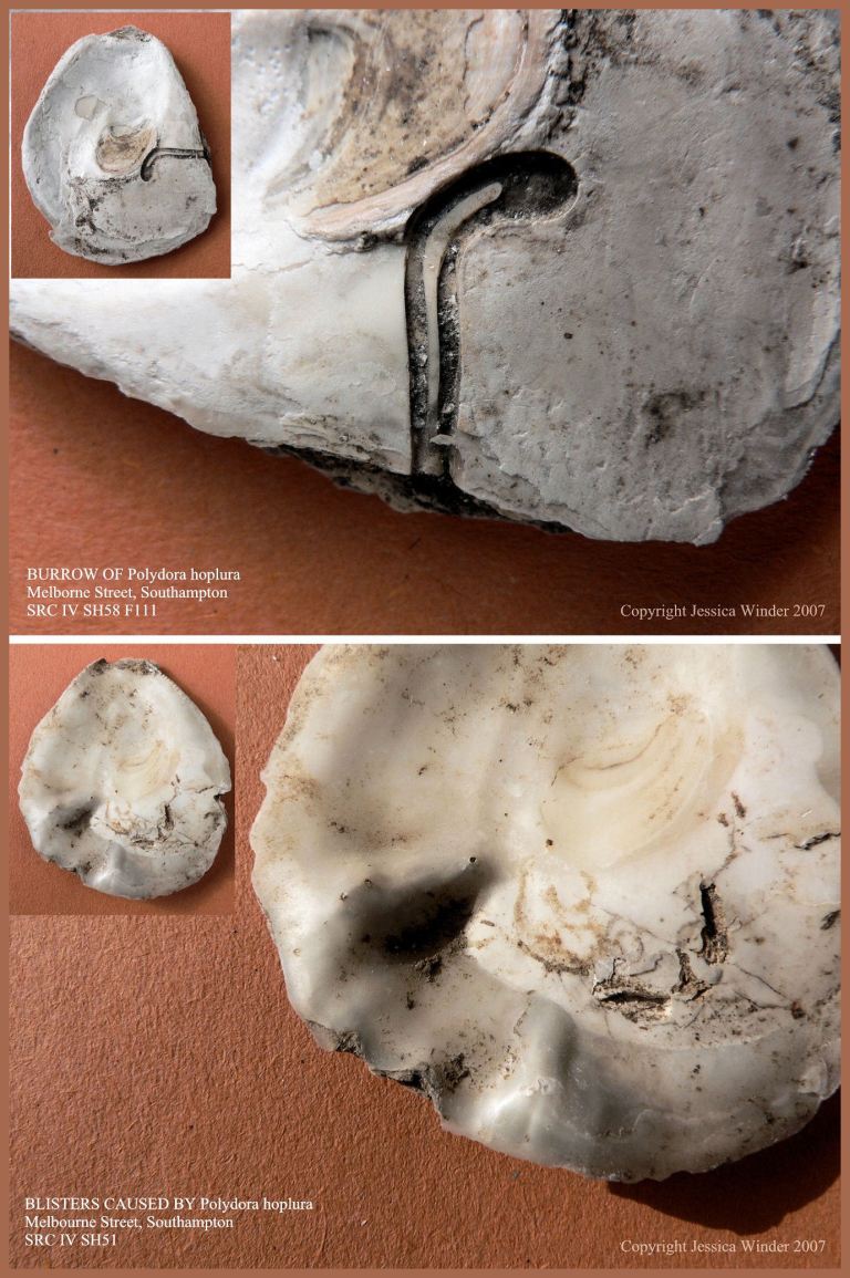P1090404Blog1 A burrow and a mud-filled blister surrounding a burrow caused by infestation by the marine polychaete worm Poldora hoplura Claparede in Flat Oyster shells from Saxon Southampton, UK.