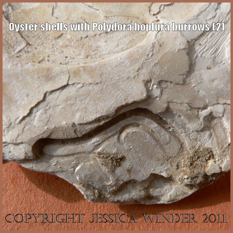 P1090420aBlog2 U-shaped burrow caused by Polydora hoplura Claparede on the inner margin of a European Flat Oyster shell from an archaeological excavation in Saxon Southampton, UK (2)