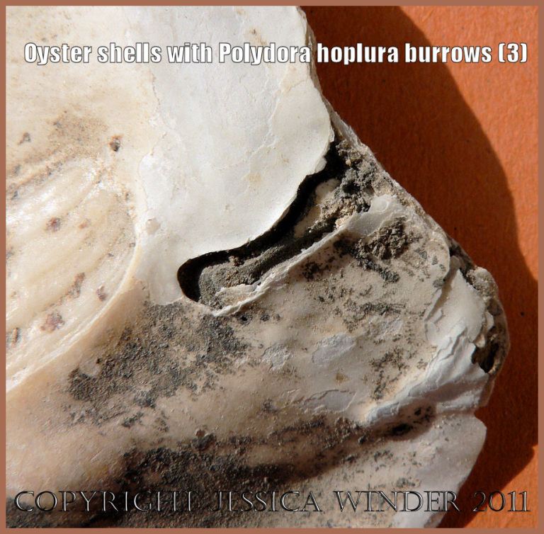 P1090427aBlog3 Perforated shell blister covering the burrow of Polydora hoplura Claparede on the inner margin of a European Flat Oyster shell from archaeological excavations of Saxon Southampton, UK (3)