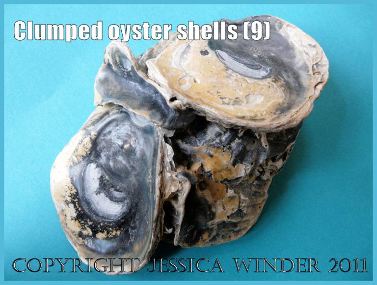 P1150208aBlog9 Naturally occurring clump of five attached European Flat Oyster shells, View 2