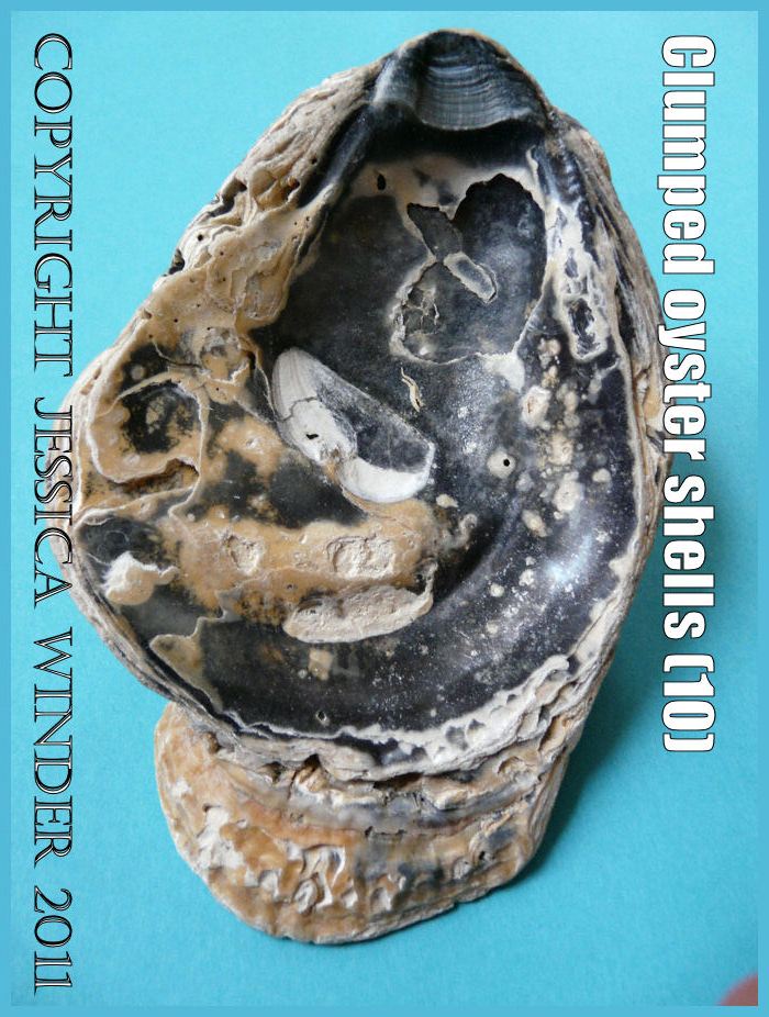 P1150210aBlog10 Naturally occuring clump of five attached European Flat Oyster shells, View 3